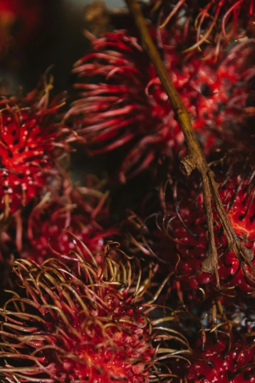 a close up of a bunch of fruit on a table, a macro photograph, by Peter Churcher, hurufiyya, messy spiked red hair, vibrant vegetation, detailed and intricate image, kiwi