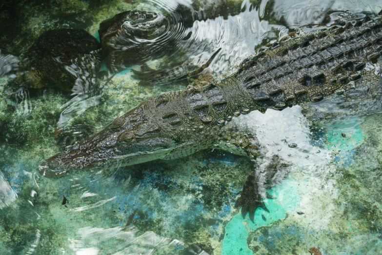 a close up of an alligator in a body of water, an album cover, by Carey Morris, pexels contest winner, hurufiyya, great barrier reef, detailed acrylic, a high angle shot, taken in zoo