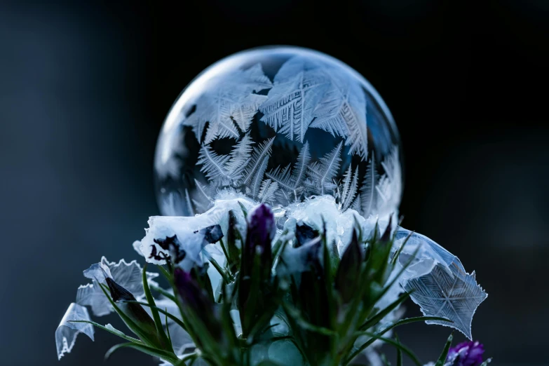 a picture of flowers, surrounded by an ice ball