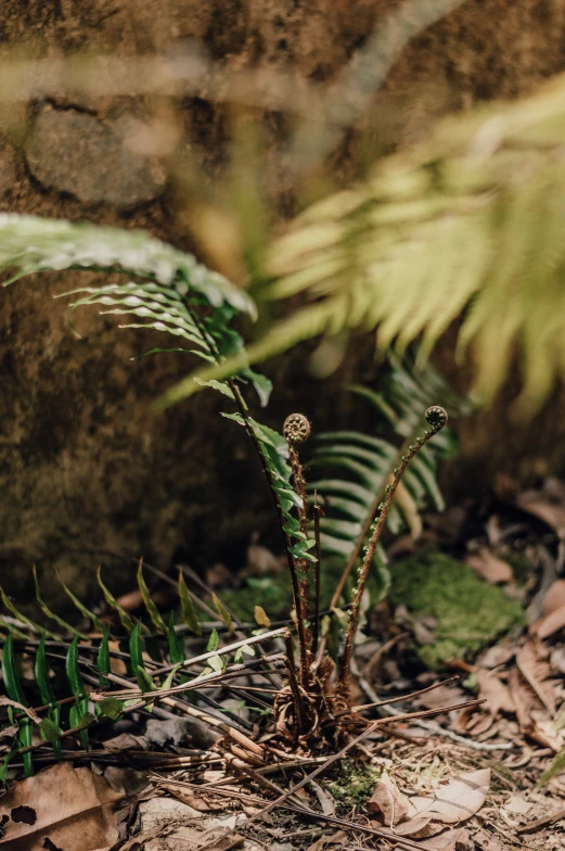 a plant growing out of the ground next to a stone wall, inspired by Andy Goldsworthy, unsplash, tree ferns, miniature forest, smooth tiny details, australian bush