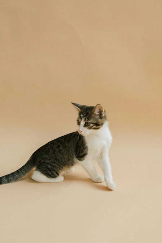 a gray and white cat sitting on a beige surface, by Will Ellis, trending on unsplash, minimalism, brown:-2, blank background, high quality photo, aristocratic