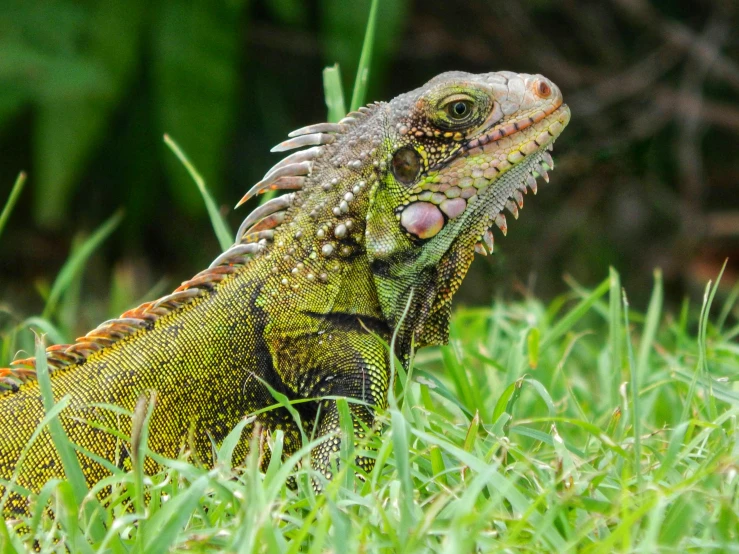 a lizard that is sitting in the grass, by Carey Morris, pexels contest winner, sumatraism, large green dragon, jamaican, avatar image
