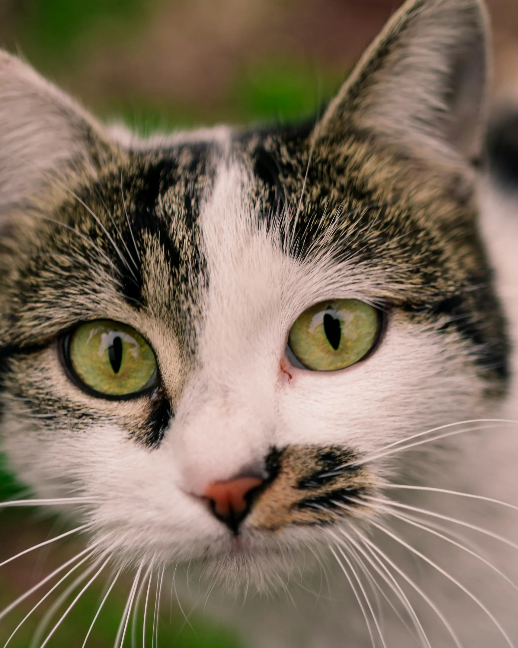 a close up of a cat with green eyes, facing the camera