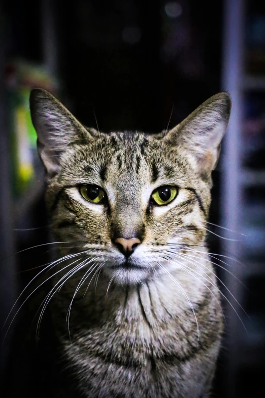 a close up of a cat looking at the camera, facing the camera, sharp ears, taken with sony alpha 9, mixed animal