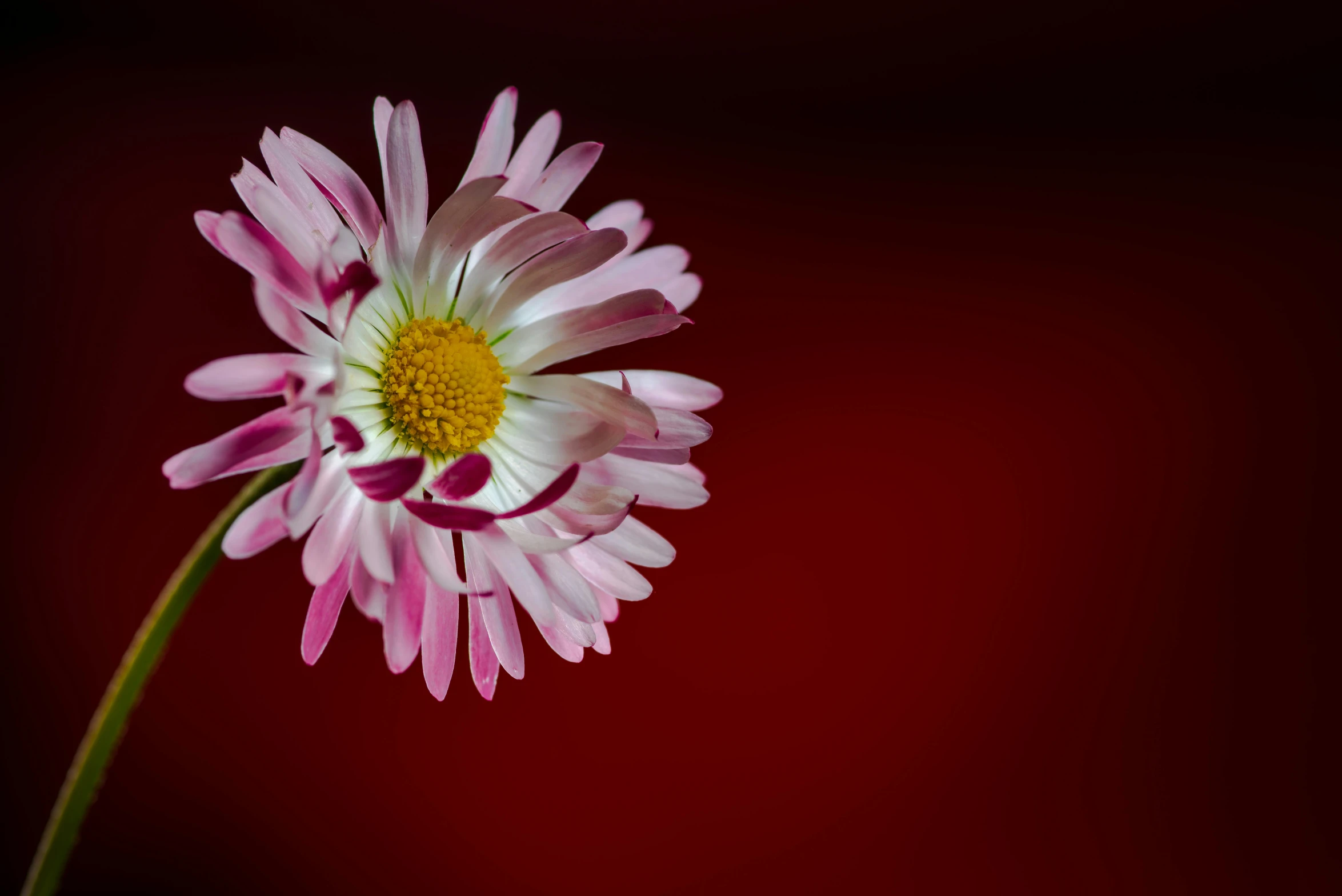 a single pink flower on a stem against a red background, a portrait, by Alison Geissler, unsplash, chrysanthemum eos-1d, chamomile, full frame image, multicolored