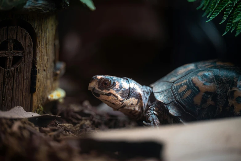 a turtle that is sitting in the dirt, a portrait, pexels contest winner, indoor picture, amongst foliage, brown, reptil