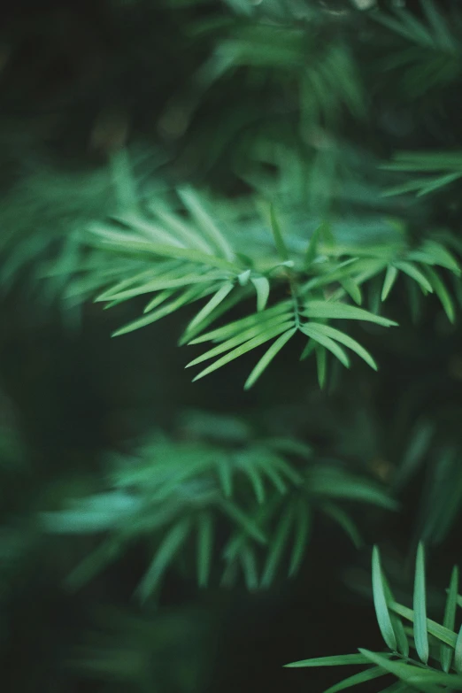 a close up of a plant with green leaves, unsplash, sparse pine trees, dimly - lit, medium format. soft light, unsplash photography