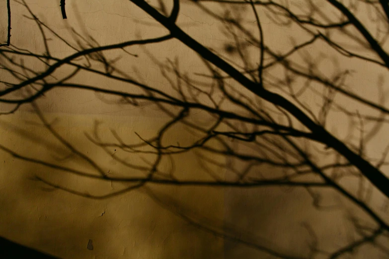 a clock that is on the side of a building, a picture, inspired by Katia Chausheva, tonalism, leaves on branches, golden hour photograph, silhouette :7, caustics shadows