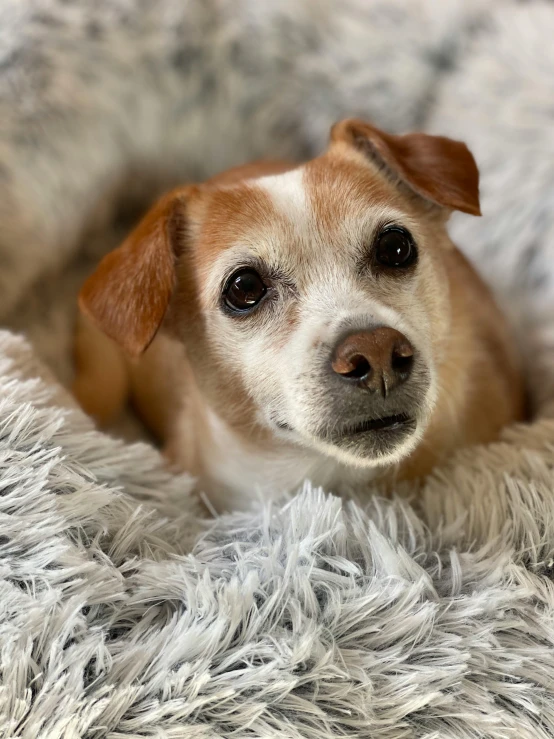 a small brown and white dog laying in a dog bed, a portrait, by Robbie Trevino, trending on reddit, aged 13, short light grey whiskers, high quality photo, older woman
