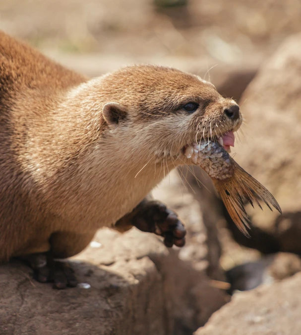 a close up of a small animal on a rock, only a mouth with long, otter, 4k photo”, 2263539546]