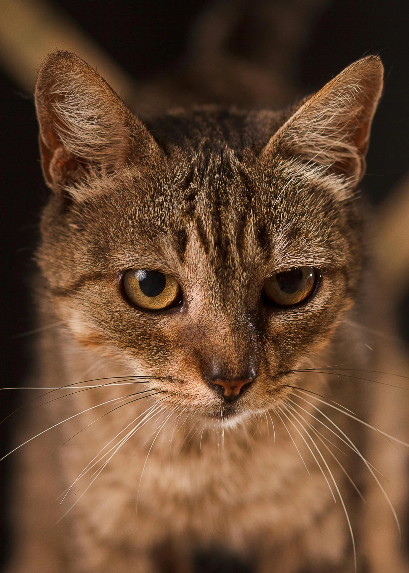 a close up of a cat looking at the camera, tabaxi :: rogue, australian, high-resolution photo, dan mumfor