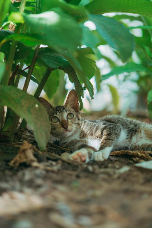 a cat that is laying down in the dirt, subtropical plants, sitting under a tree, 2019 trending photo, 8k 28mm cinematic photo