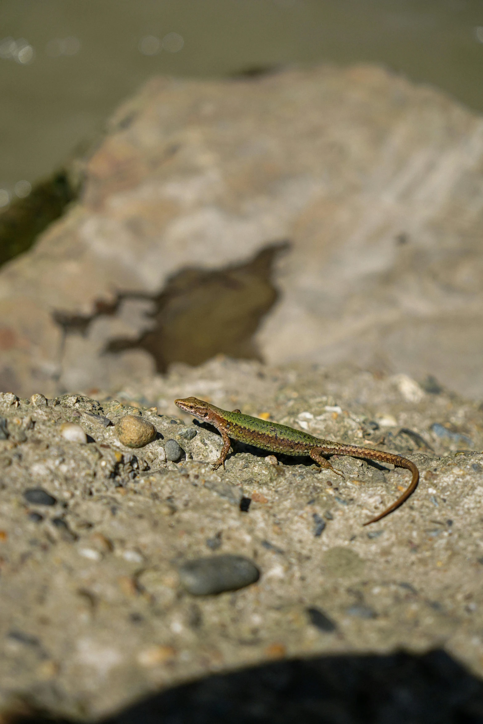 a lizard sitting on top of a rock next to a body of water, on the concrete ground, near a river, gravel, walking