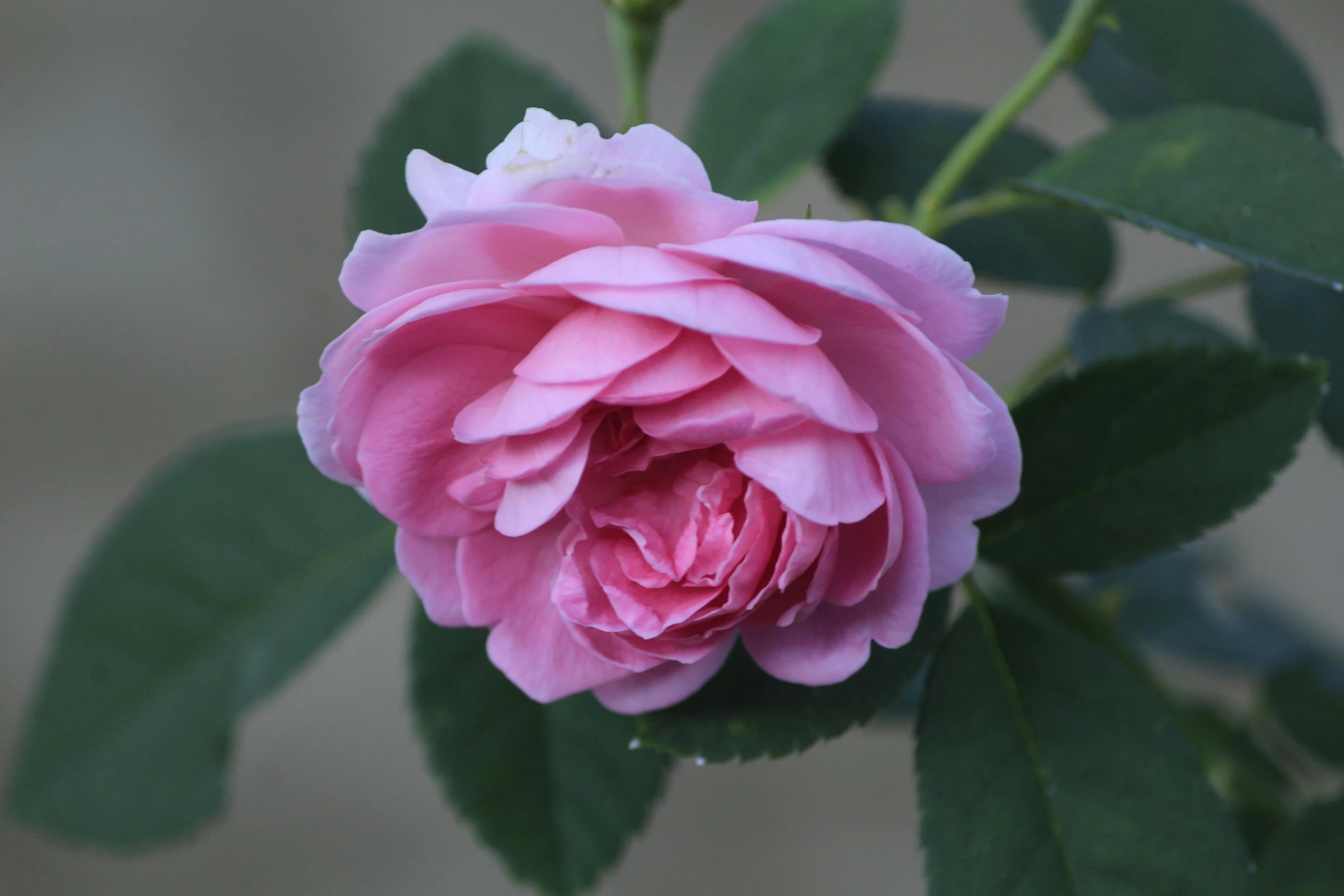 a large pink rose with green leaves on it