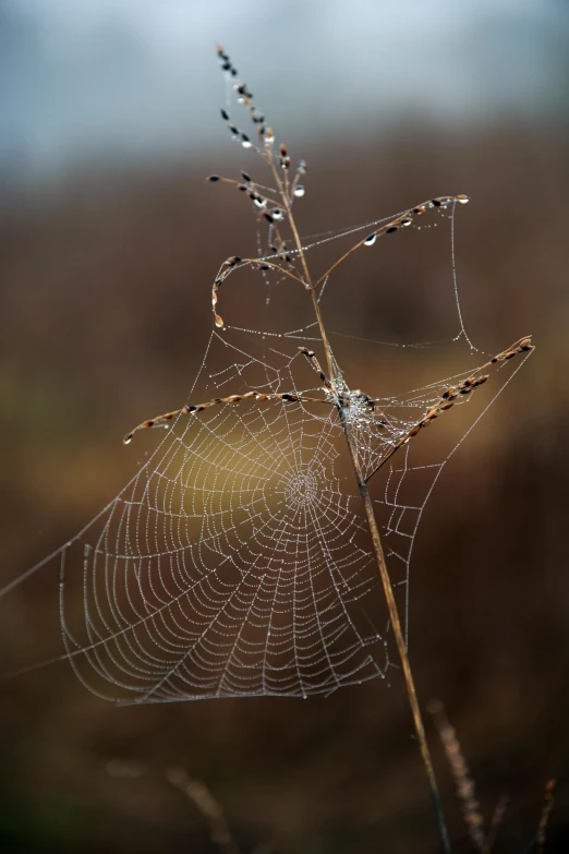 a spider web sitting on top of a dry grass covered field, a macro photograph, by Jessie Algie, unsplash, renaissance, paul barson, condensation, located in a swamp at sunrise, slide show