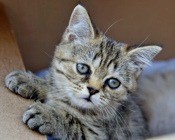 a kitten is sitting in a cardboard box, by Julia Pishtar, pexels contest winner, greyish blue eyes, closeup 4k, holding paws, playful smirk
