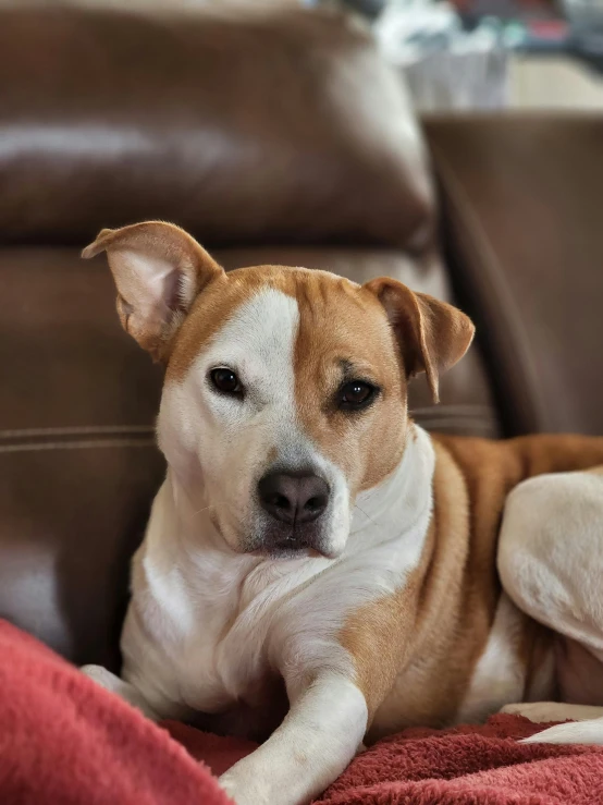 a brown and white dog laying on a couch, trending on reddit, renaissance, pits, full frame image, taken with sony alpha 9, portrait of small