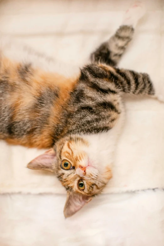 a cat laying on its back on a bed, trending on unsplash, renaissance, cute furry needs your help, twirly, high angle close up shot, attractive photo