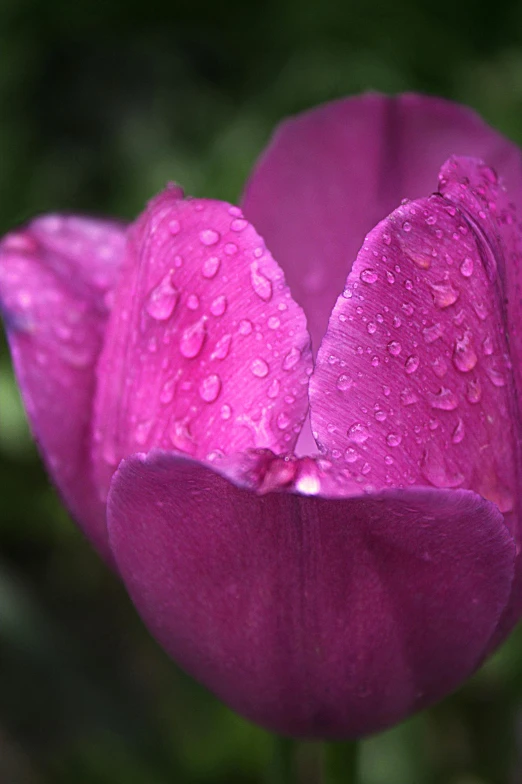 a purple flower with water droplets on it, tulips, lush surroundings, like a catalog photograph, hot pink