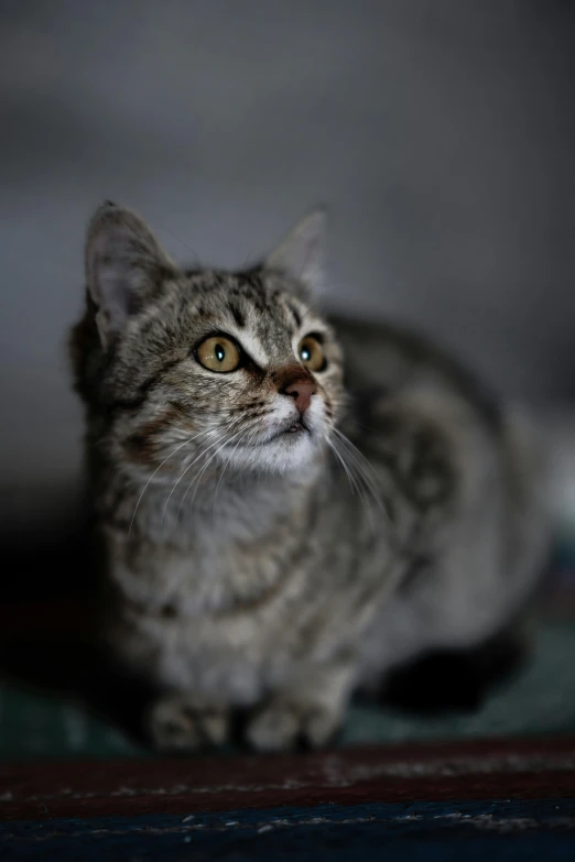 a close up of a cat sitting on a rug, paul barson, photographed for reuters, ilustration, breeding