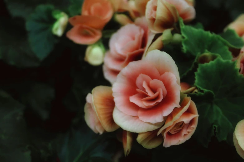 a close up of a bunch of flowers, a colorized photo, by Yasushi Sugiyama, unsplash, in shades of peach, gardening, 70mm film, paisley