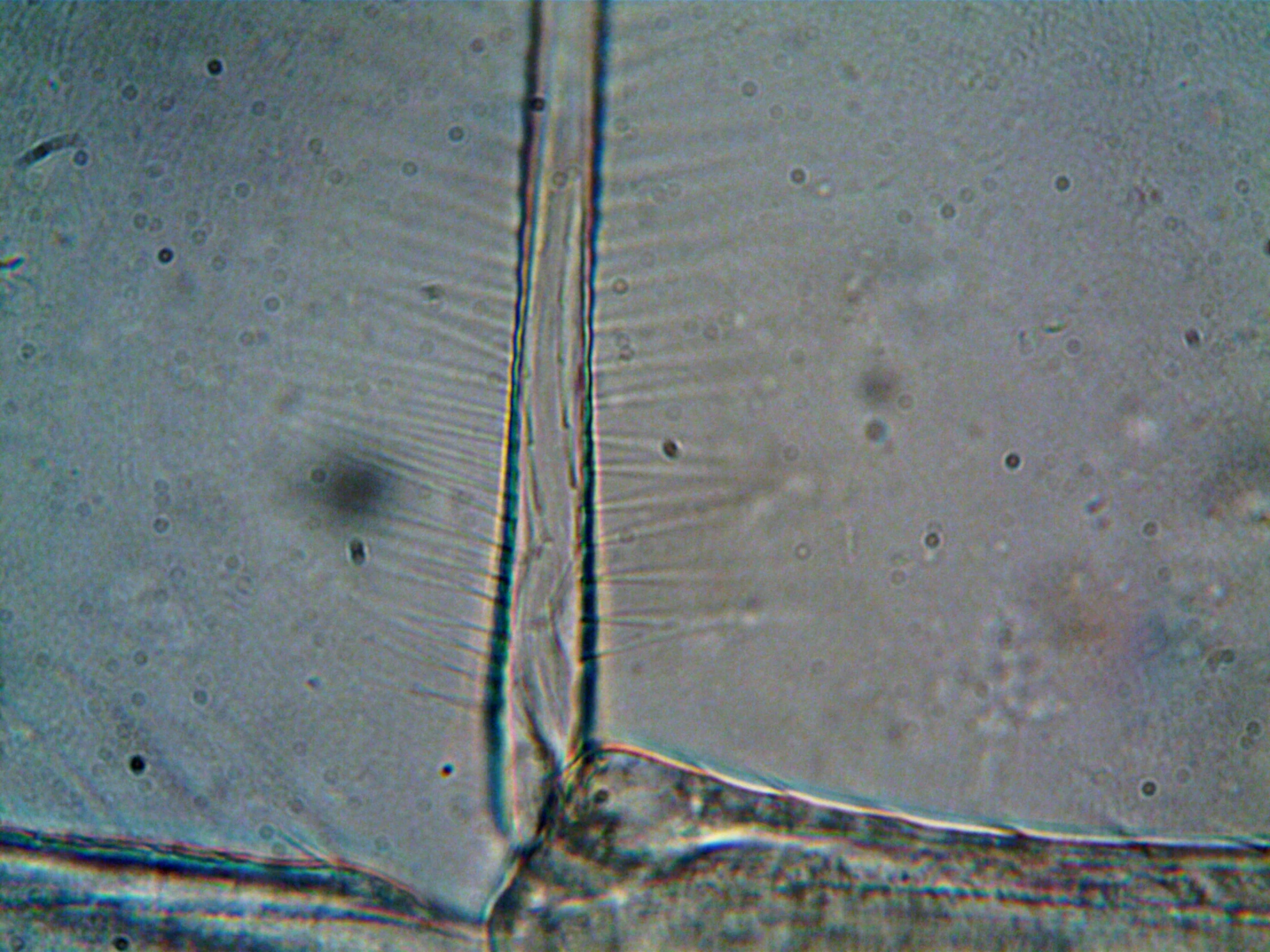 a close up of a piece of food under a microscope, slate, stems, archille superbi, castle core