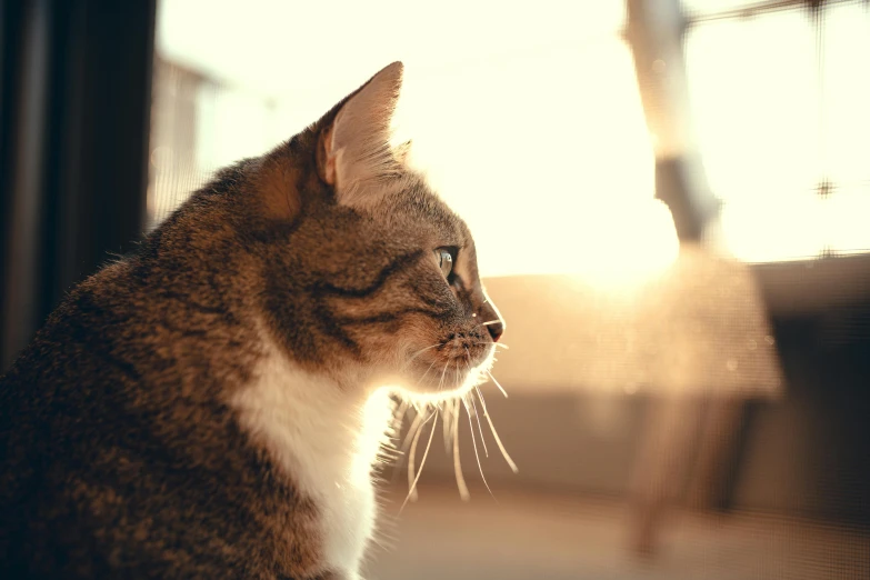 a brown and white cat sitting in front of a window, unsplash, sunrise lighting, side profile shot, sunlit sky, whiskers hq