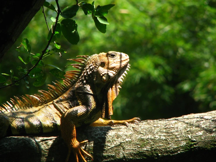a large lizard sitting on top of a tree branch, by Carey Morris, pexels contest winner, reggae, intense sunlight, slide show, well preserved