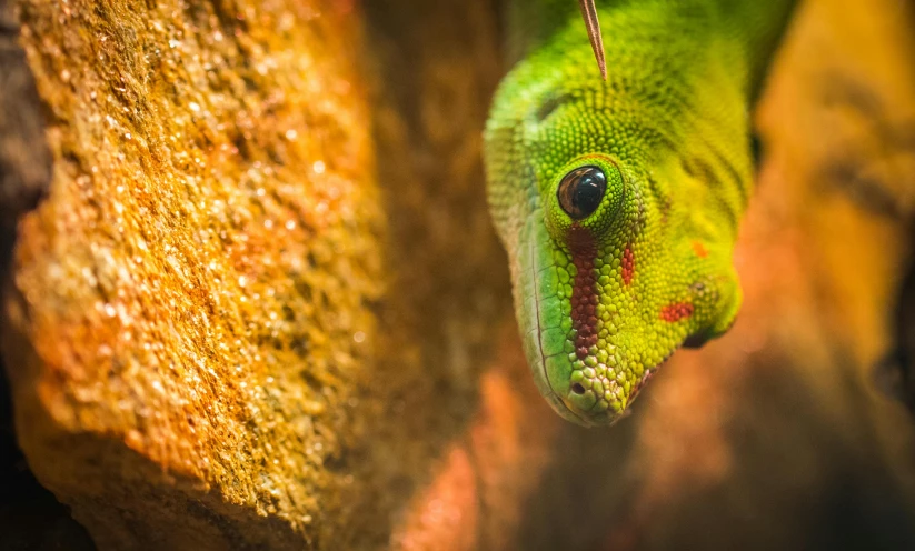 a close up of a lizard on a rock, by Adam Marczyński, pexels contest winner, renaissance, skin painted with green, indoor picture, madagascar, green and red tones