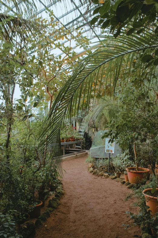 a path through a garden filled with potted plants, a picture, pexels contest winner, with interior potted palm trees, plants inside cave, greenhouse, sparse plants