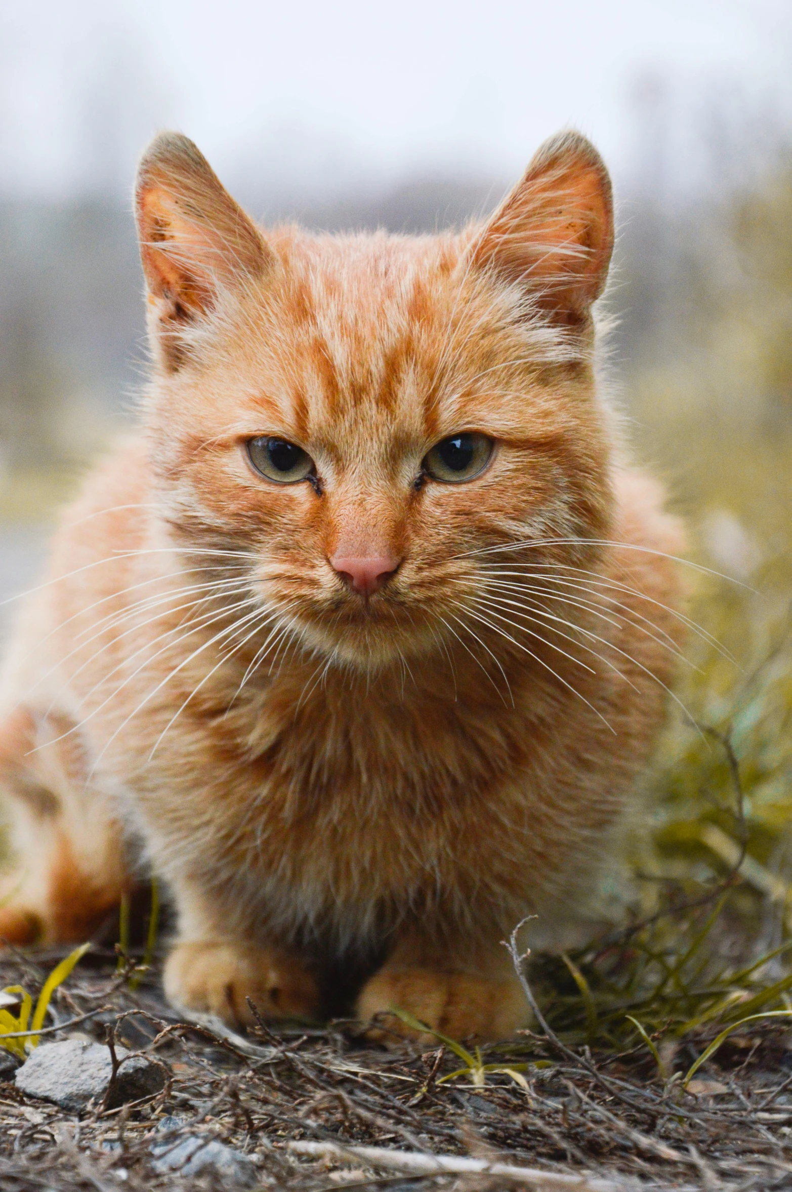 an orange cat is sitting in the grass, a picture, by Brian Thomas, unsplash, renaissance, scowling, closeup of an adorable, local conspirologist, slightly pixelated