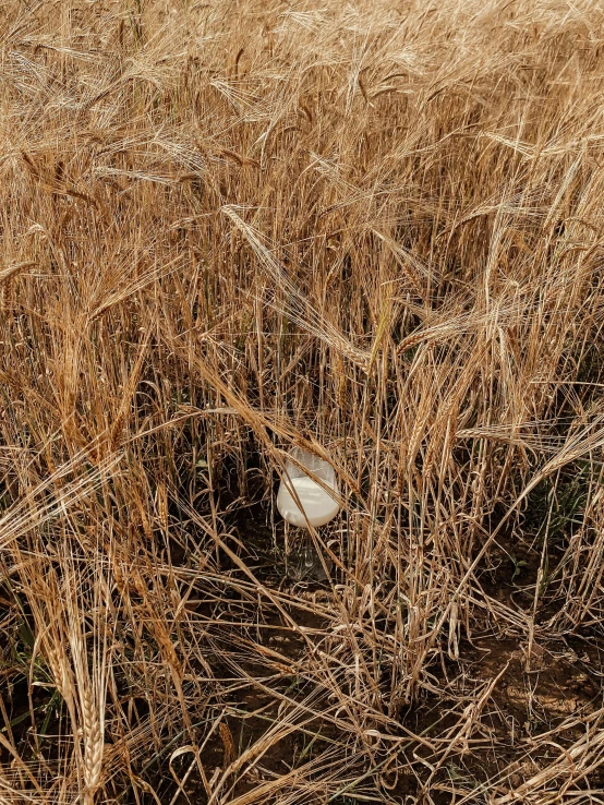 a white bird sitting on top of a dry grass field, an album cover, unsplash, land art, ignant, an egg, joel meyerowitz, from the game pathologic 2