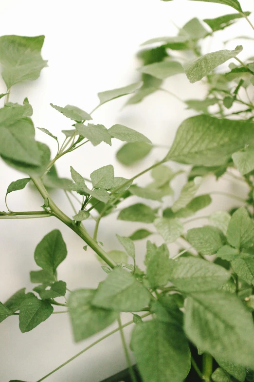 a close up of a plant with green leaves, award - winning crisp details ”, soft volume absorbation, vine covered, julia sarda