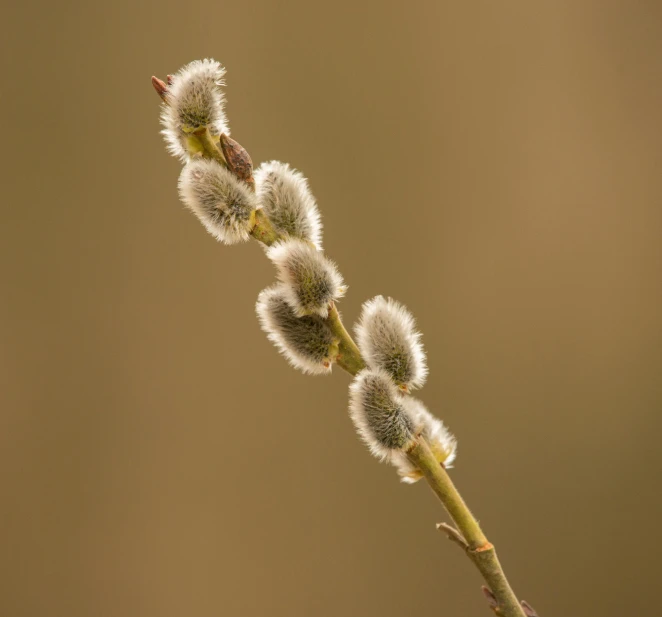 a close up of a plant with a blurry background, a macro photograph, by Thomas Häfner, willow plant, flowering buds, thumbnail, brown tail