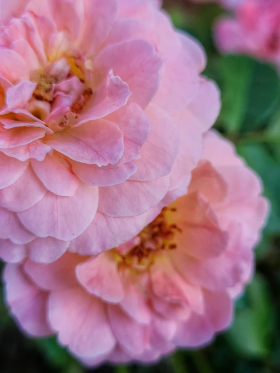 some pink flowers that are growing next to each other