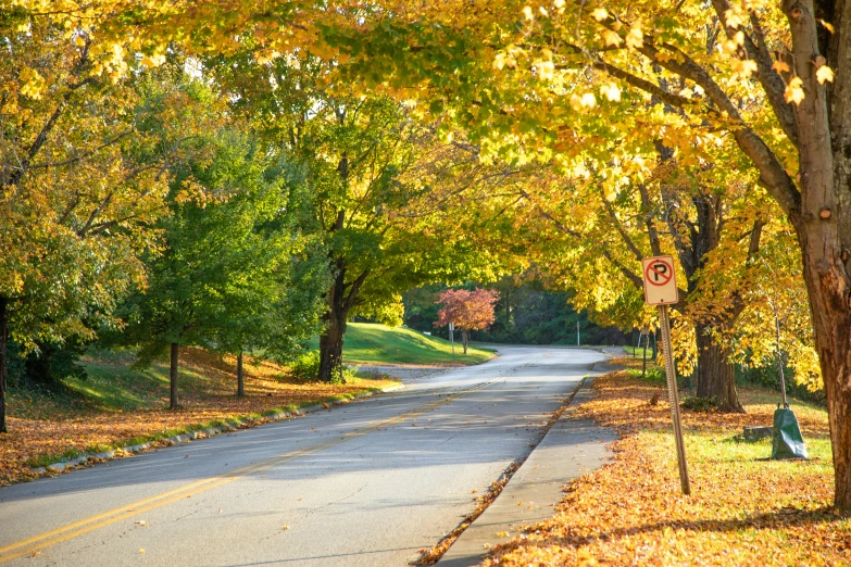 a street lined with lots of trees covered in yellow leaves, by Carey Morris, shutterstock, fan favorite, peaceful suburban scene, golden hour photograph, slide show