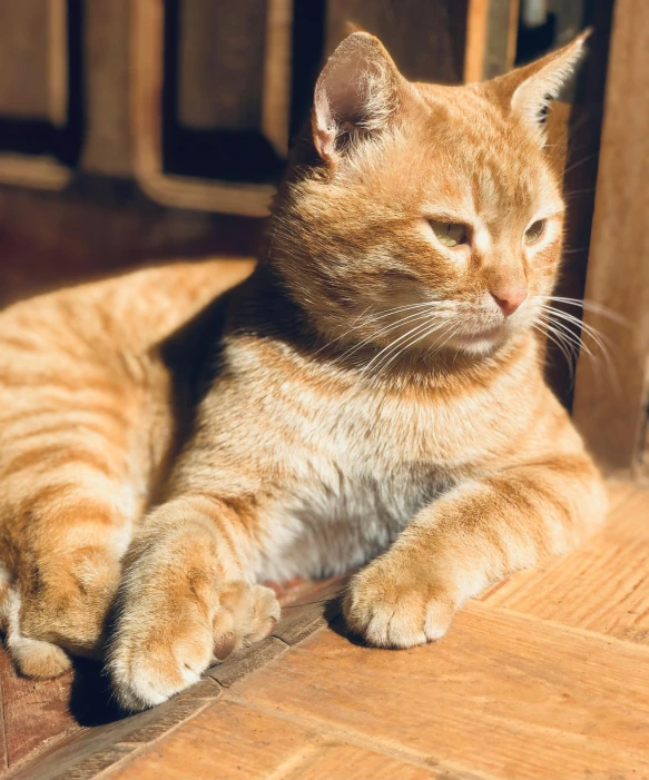 a cat that is laying down on the floor, by Julia Pishtar, unsplash, warm sunshine, a wooden, ridiculously handsome, marmalade