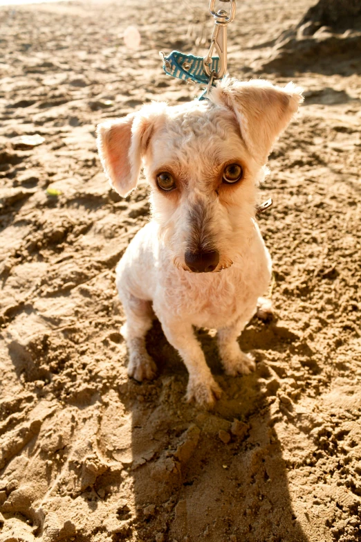 a small white dog sitting on top of a sandy beach, slightly dirty face, dappled, looking up at camera, covered in dirt