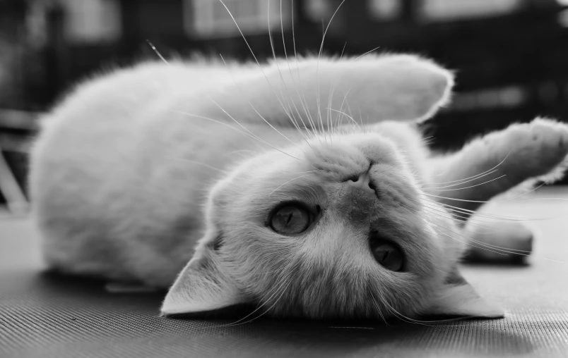 a black and white photo of a cat laying on its back, white cat, confident relaxed pose, fat chibi grey cat, stretch
