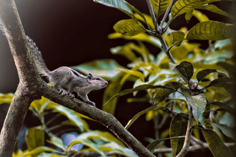 a squirrel sitting on top of a tree branch, by Peter Churcher, trending on pexels, sumatraism, tamandua, next to a plant, grey, creeping forward