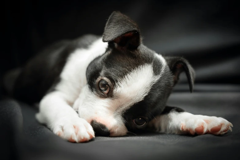 a small black and white dog laying down, pexels contest winner, puppies, slightly - pointed ears, video, australian