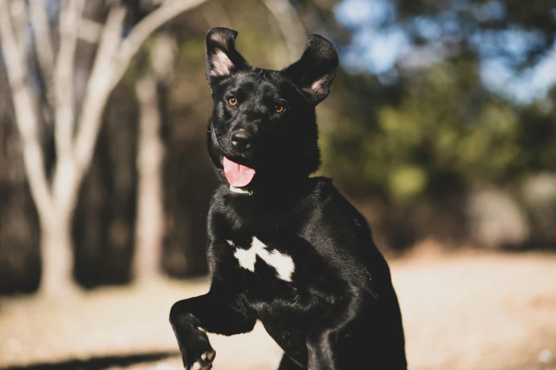 a black dog jumping up to catch a frisbee, a portrait, by Will Ellis, pexels contest winner, australian, full cheeks, portrait of a small, panel of black