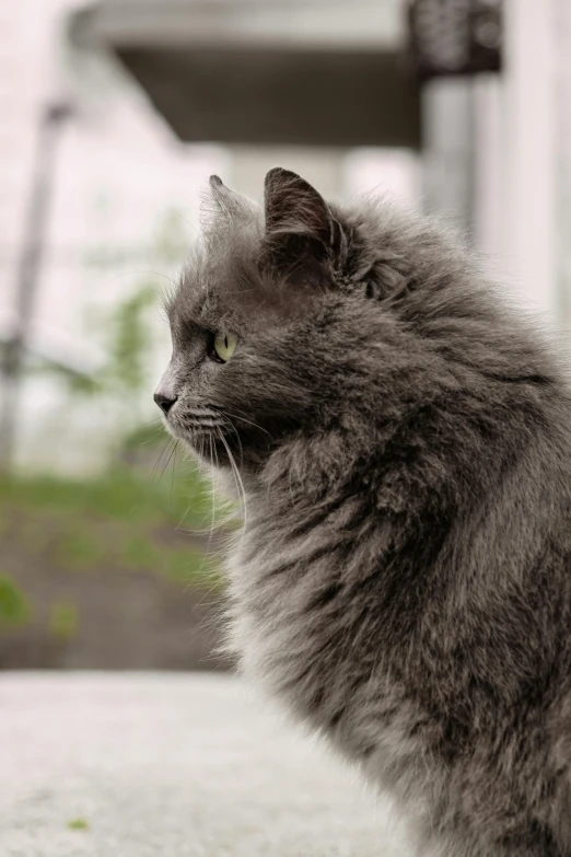 a gray cat sitting on a sidewalk next to a building, a picture, unsplash, furry art, close - up profile face, looking out window, fluffy'', aristocratic