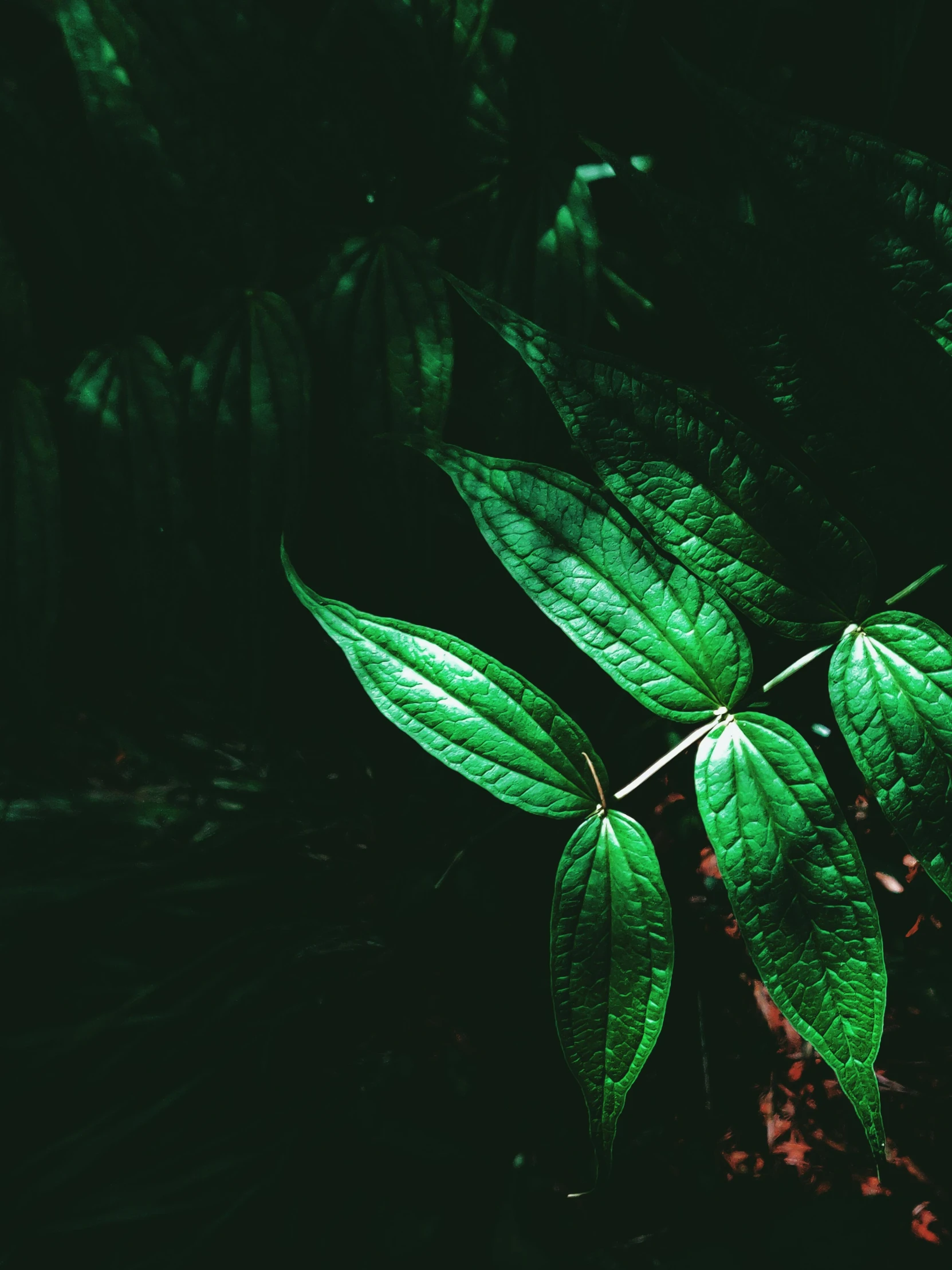 a close up of a plant with green leaves, an album cover, inspired by Elsa Bleda, trending on pexels, sumatraism, night in a dark forest, poison ivy, bio luminescent, jungle fruit