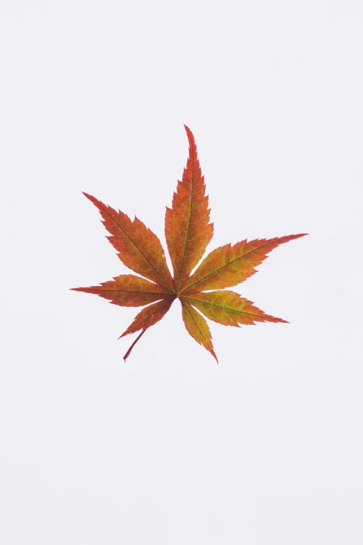 a close up of a leaf on a white surface, an album cover, by Shigeru Aoki, trending on unsplash, visual art, 2 5 6 x 2 5 6, japanese maples, 3/4 view from below, traditional japanese