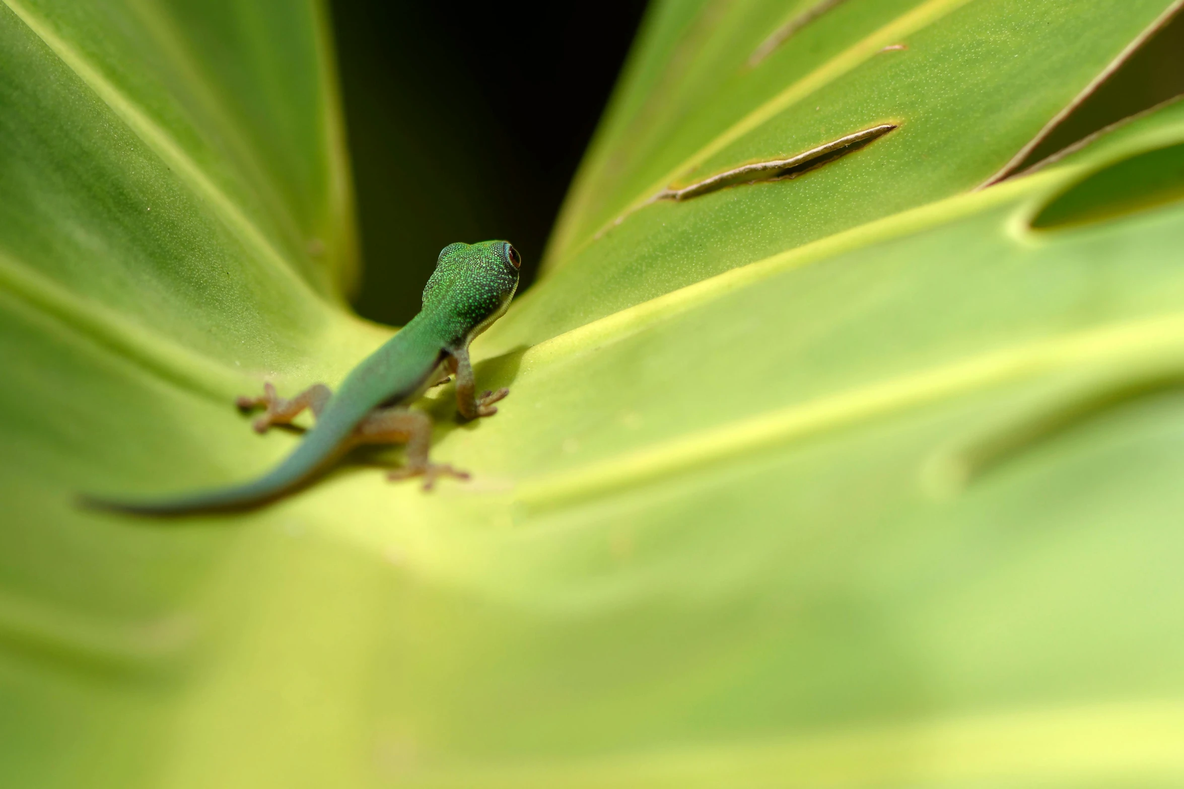 a lizard sitting on top of a green leaf, an album cover, by Carey Morris, pexels contest winner, hurufiyya, tropical forest, sprouting, salamander, panels