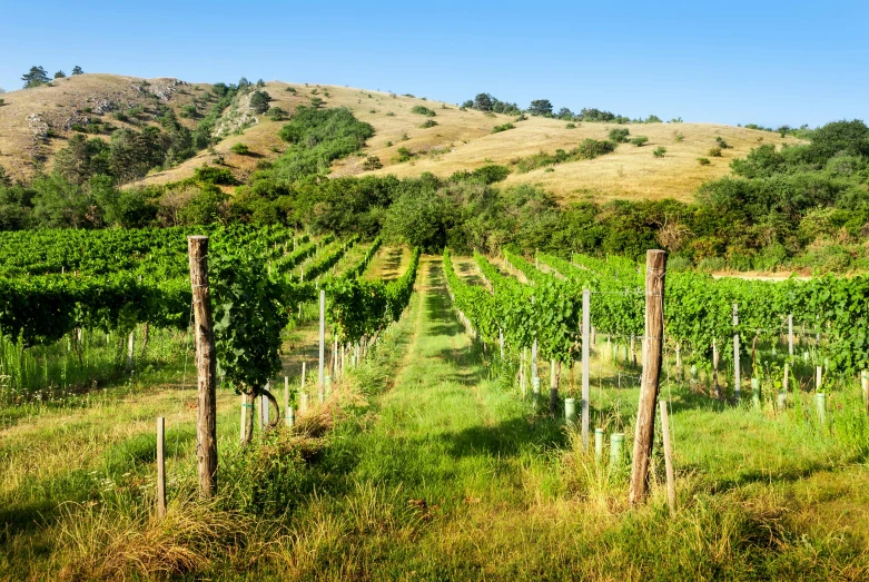 a vineyard with rows of vines in the foreground, by Alexander Runciman, shutterstock, taras susak, lush green, conde nast traveler photo, hills in the background