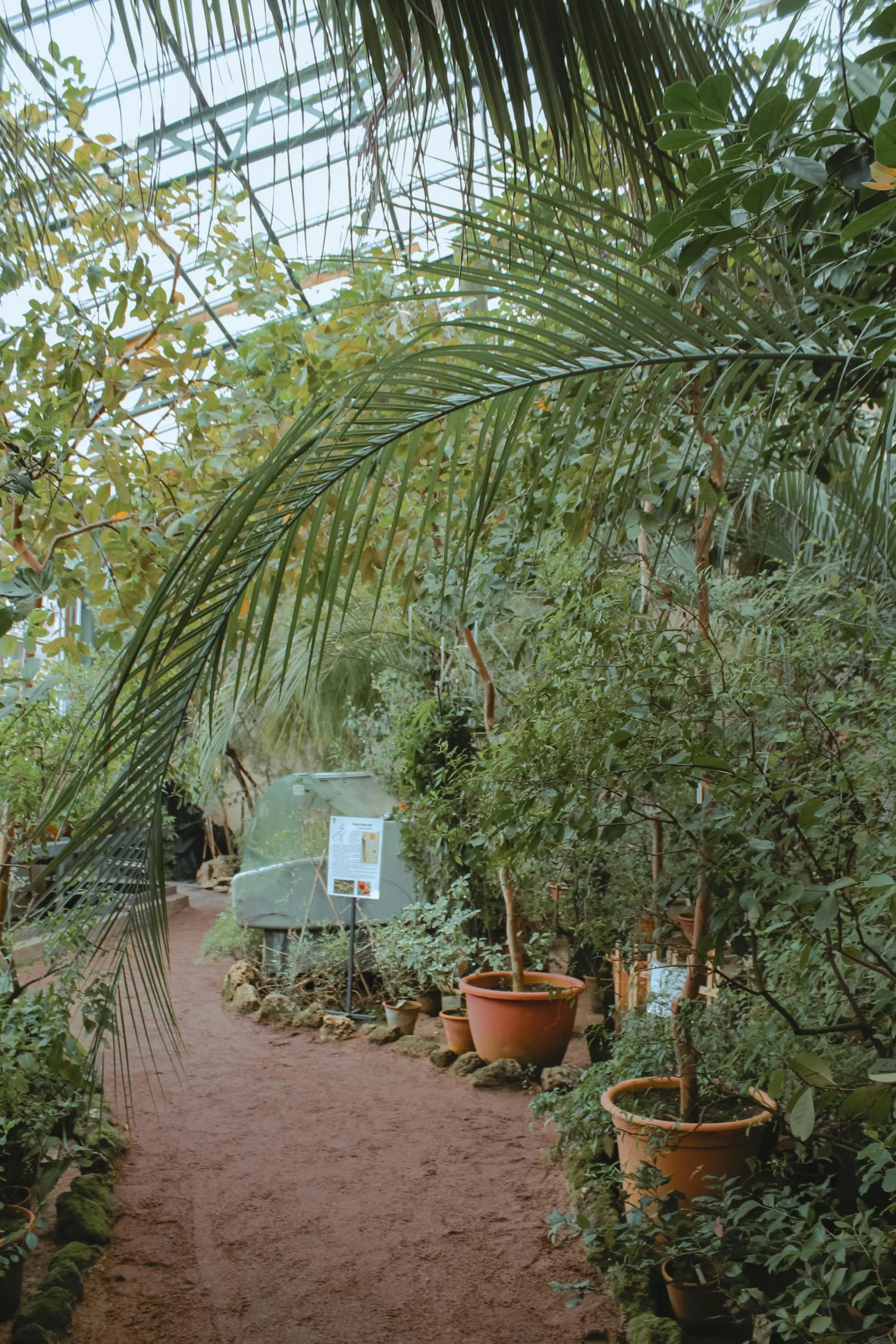 a garden filled with lots of potted plants, unsplash, art nouveau, dried palmtrees, 2 5 6 x 2 5 6 pixels, theophanic atmospheric vivarium, arched back