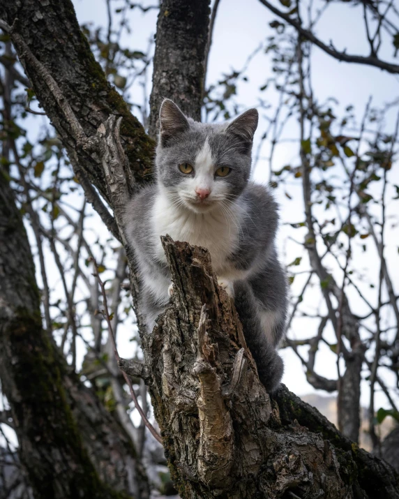 a gray and white cat sitting in a tree, by Slava Raškaj, taken in the early 2020s, no ears, full frame image, hunting