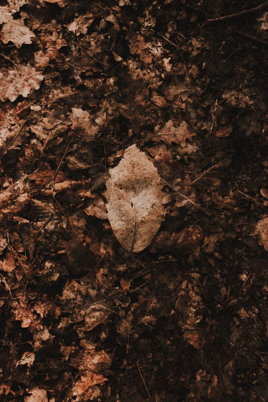 a leaf that is laying on the ground, an album cover, inspired by Elsa Bleda, muted brown, promo image, fungal growth, soil